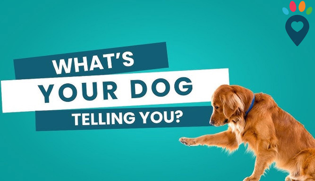 Dog dental care illustration