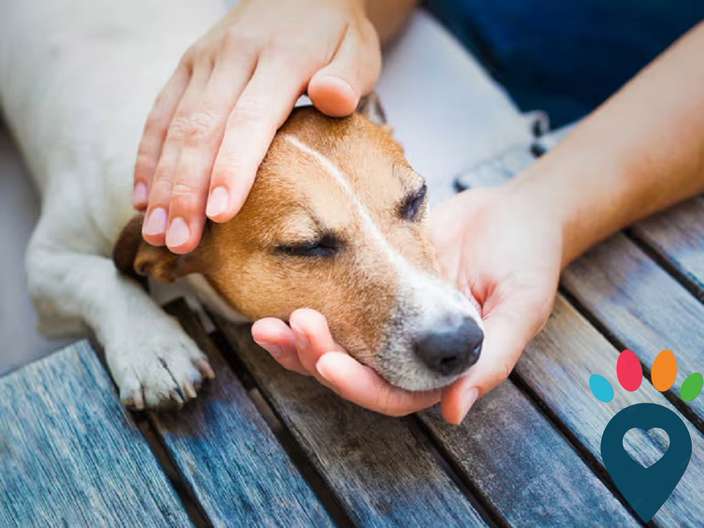 Dog dental care illustration