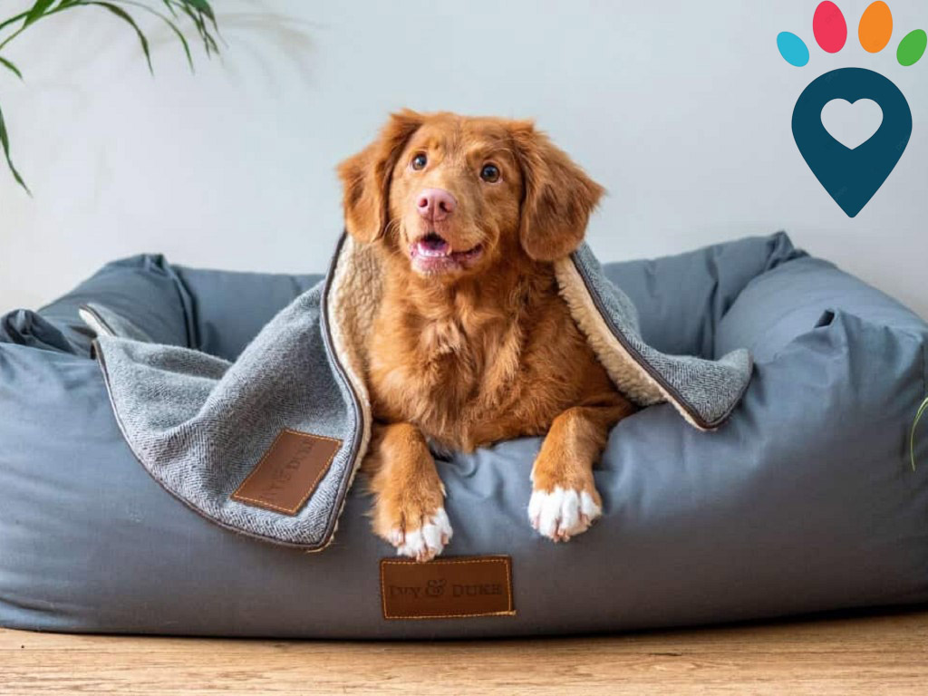 Dog dental care illustration