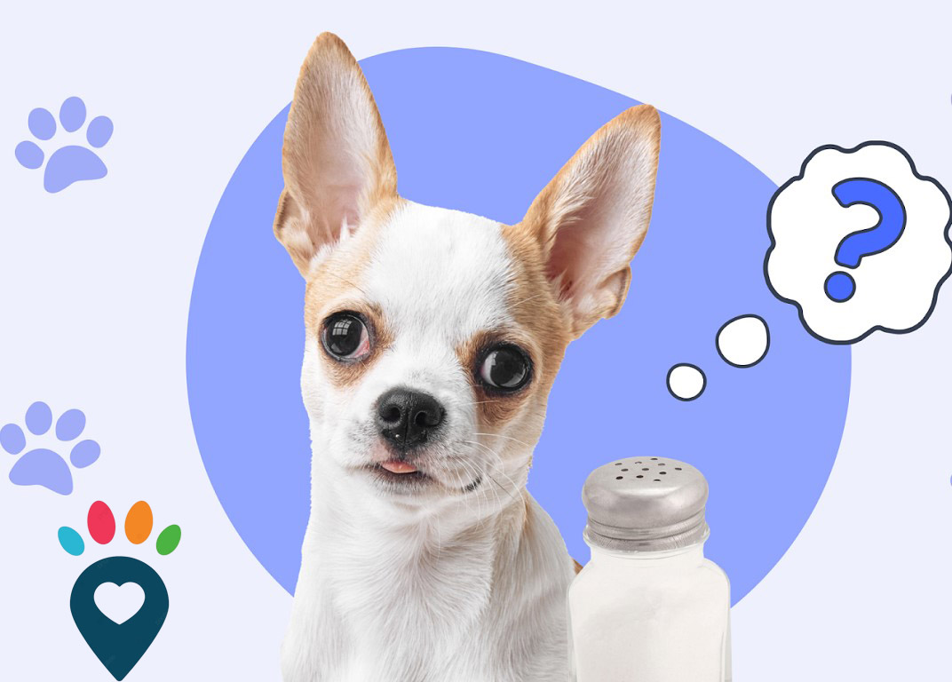 Dog dental care illustration