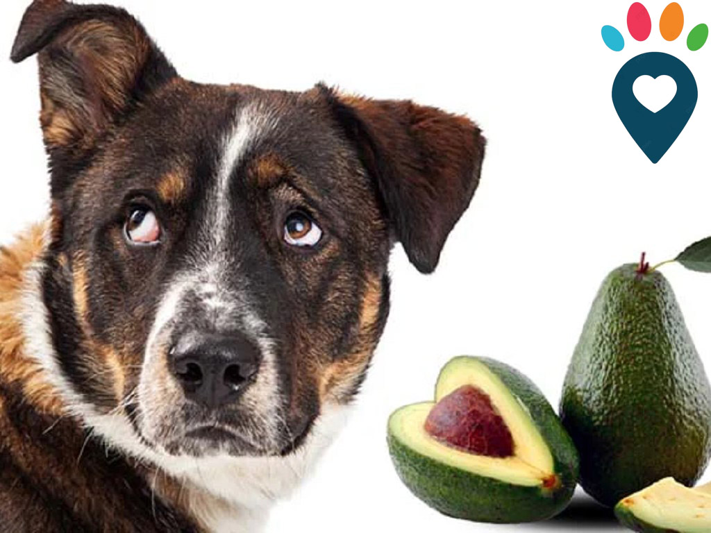 Dog dental care illustration