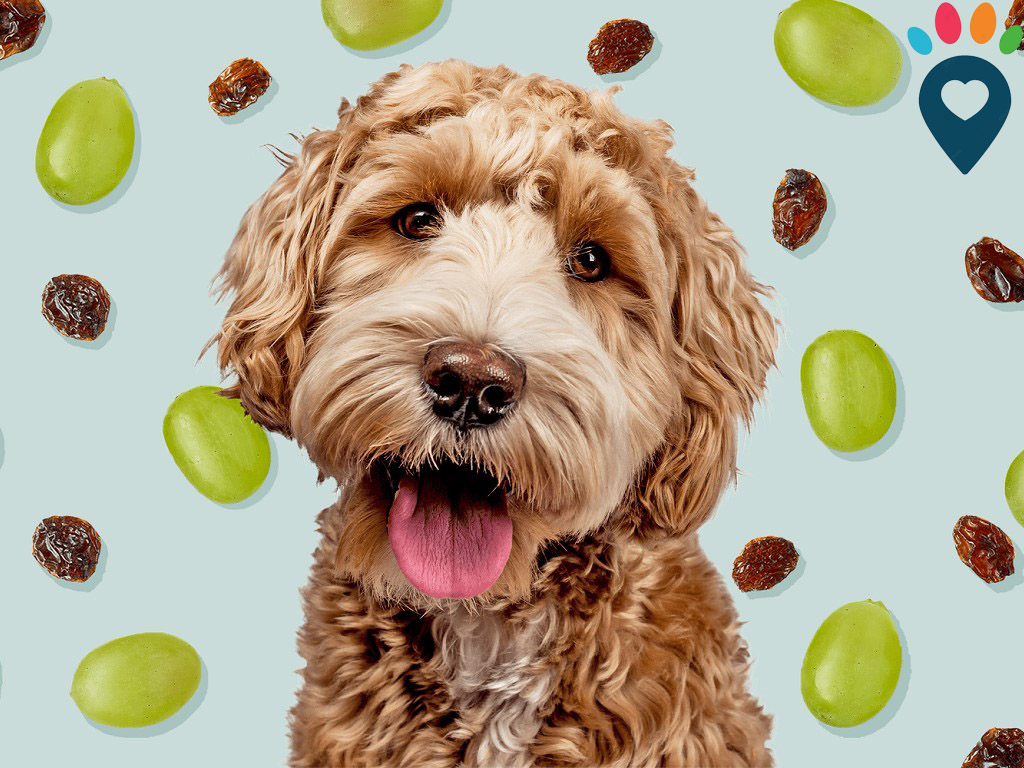 Dog dental care illustration