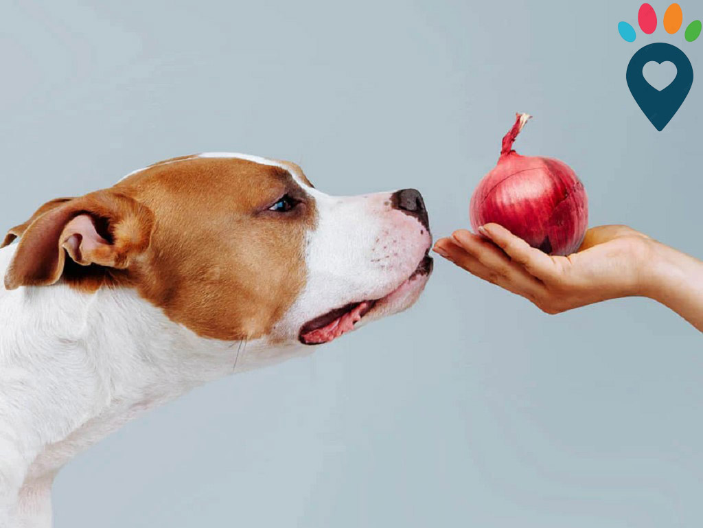 Dog dental care illustration