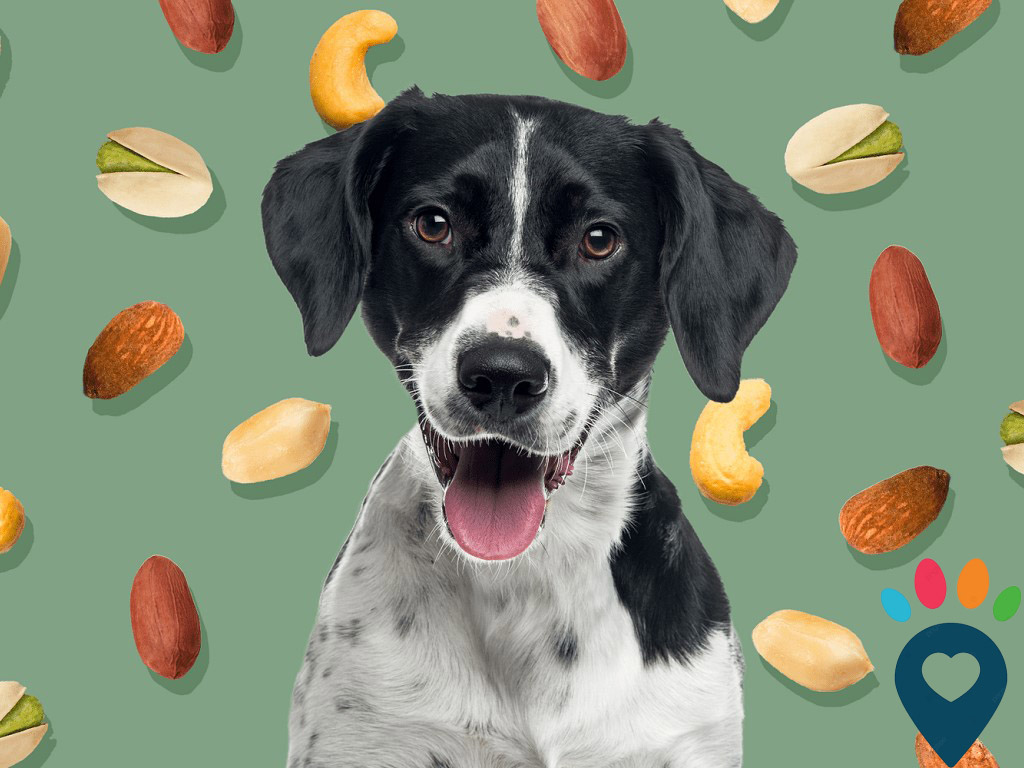 Dog dental care illustration