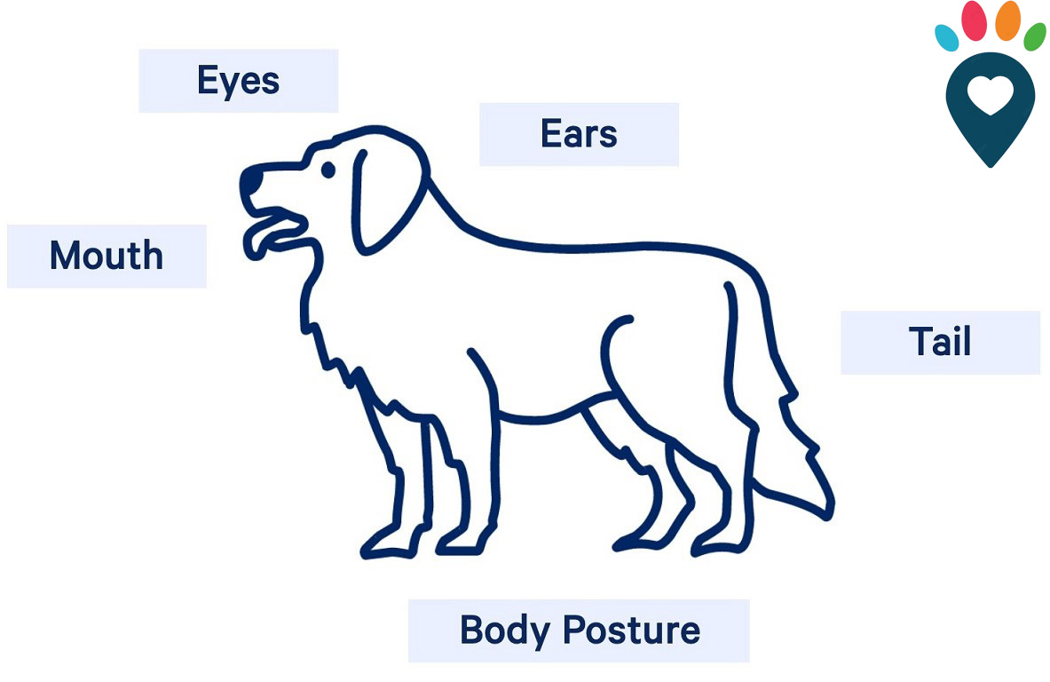 Dog dental care illustration