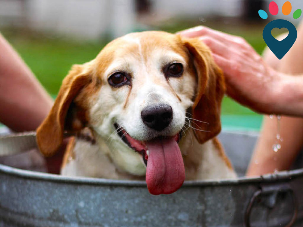 Dog dental care illustration