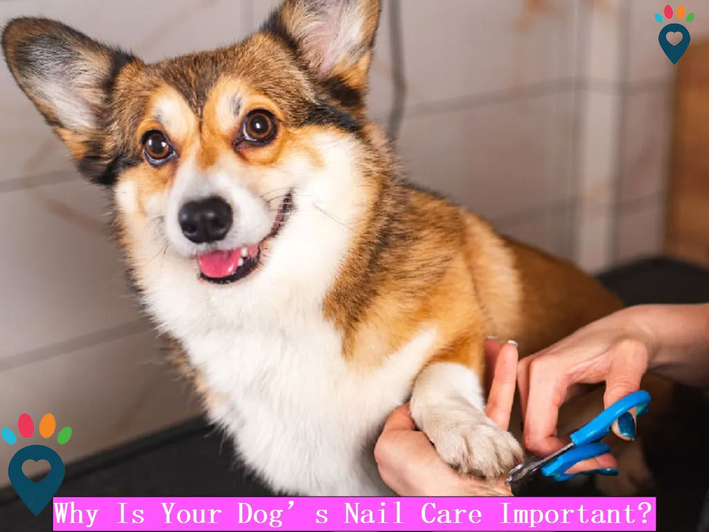 Dog dental care illustration