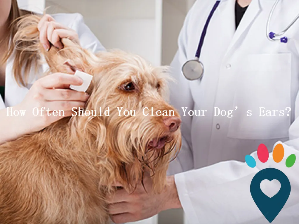 Dog dental care illustration