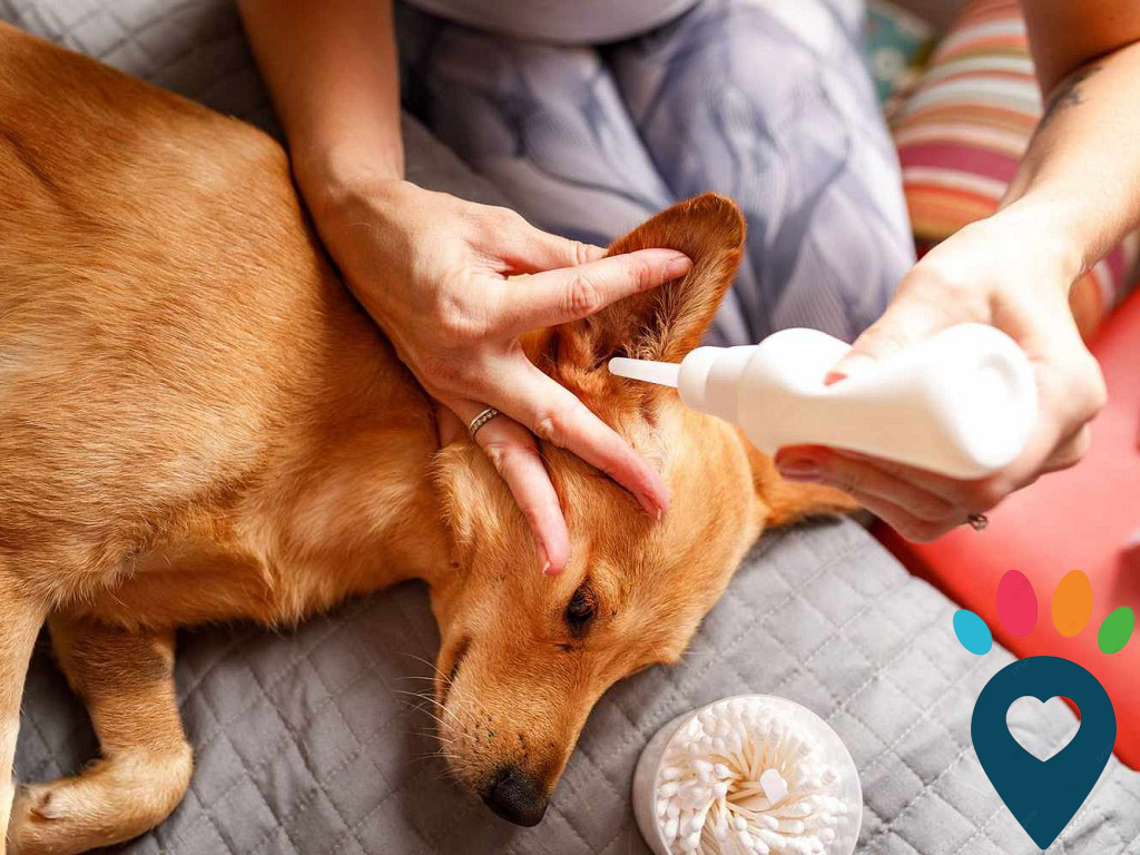 Dog dental care illustration