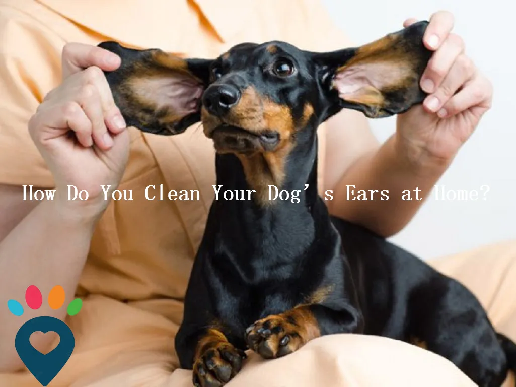 Dog dental care illustration