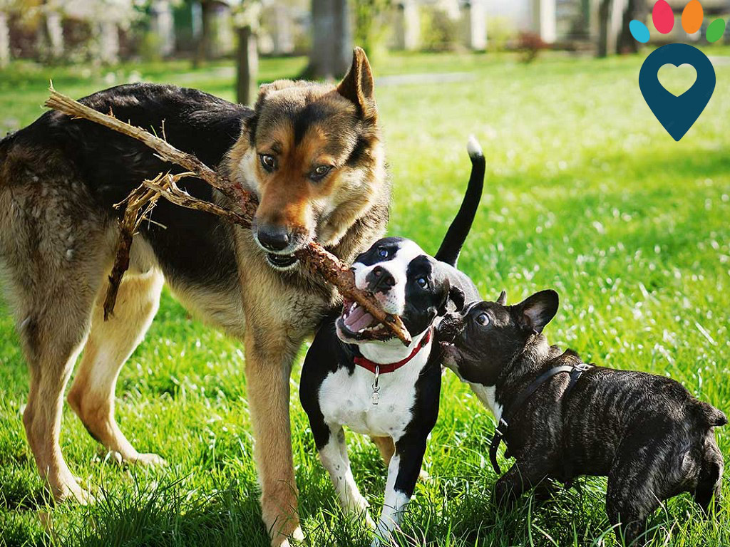 Dog dental care illustration
