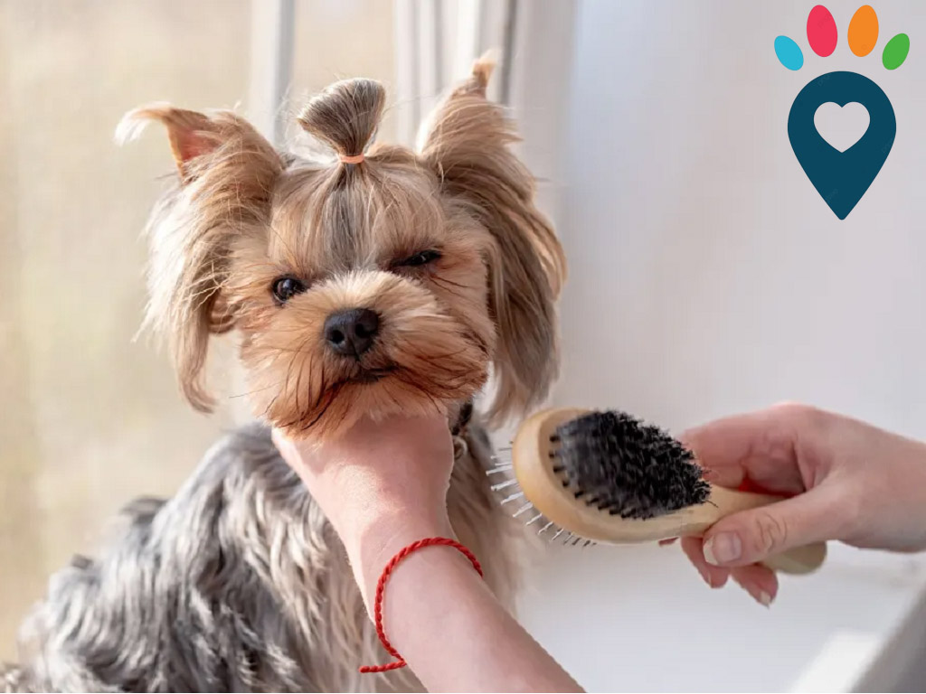 Dog dental care illustration