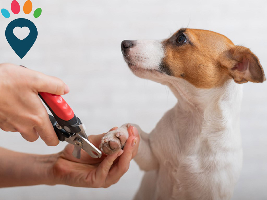 Dog dental care illustration