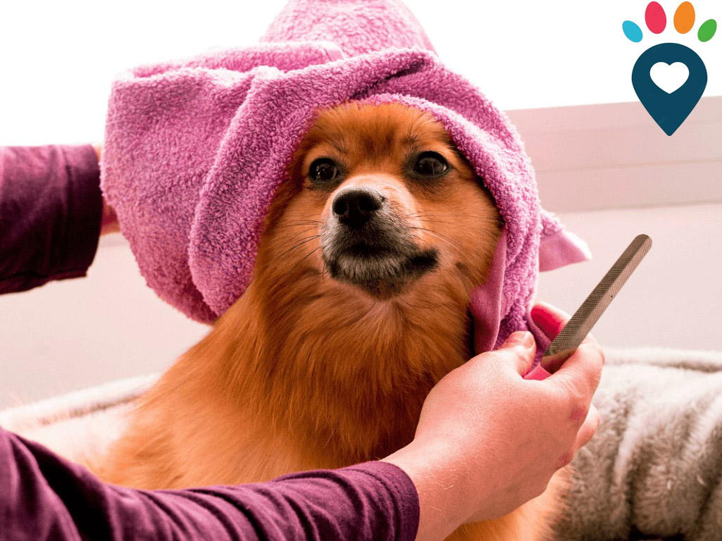 Dog dental care illustration
