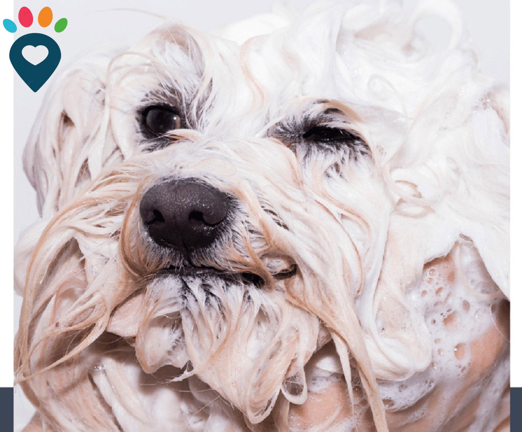 Dog dental care illustration